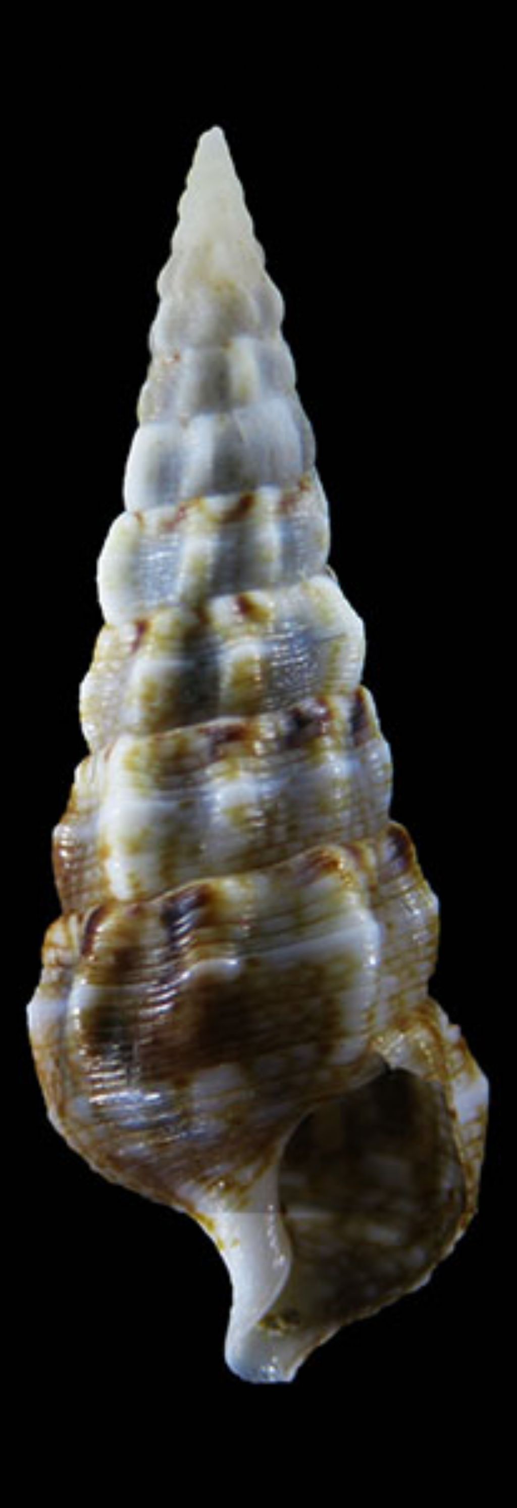 Cerithium juv malta